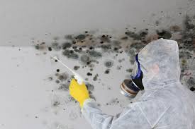 Best Basement Mold Removal in Newton, MS